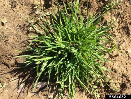 Annual bluegrass plant