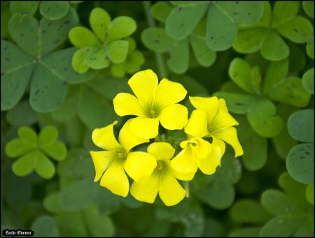 Flores amarillas del ranúnculo de las Bermudas