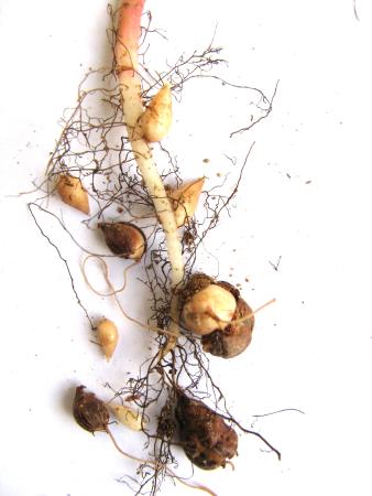 Bulbos de ranúnculo de las Bermudas