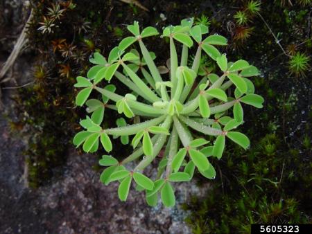 Pequeña roseta de plántulas con hojas parecidas al trébol