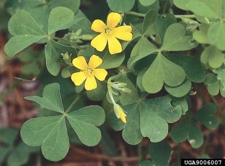 Tallos, hojas, flores y frutos de la acedera amarilla común