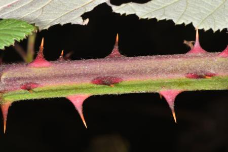 Red-colored Himalayan blackberry cane with large thorns