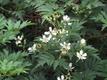 Evergreen blackberry canes with flowers