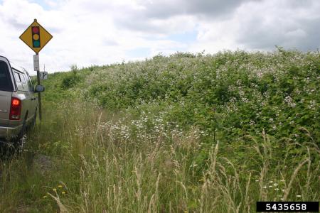 Himalayan blackberry thicket along roadside