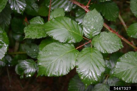 Himalayan blackberry leaflet with five leaves
