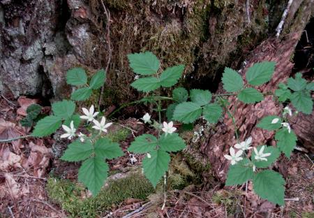 Trailing blackberry canes on the ground