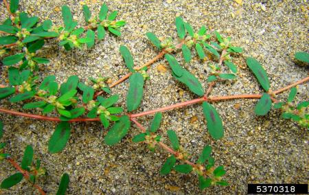 Spotted spurge red stems and leaves with red spots on them