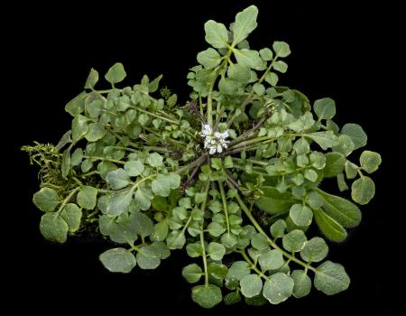 Bittercress plant with leaves and flower