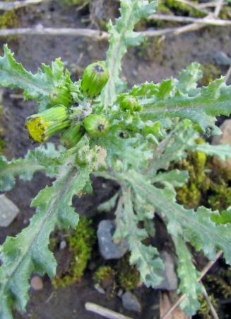 Groundsel plant