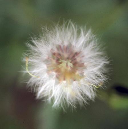 Groundsel seed head