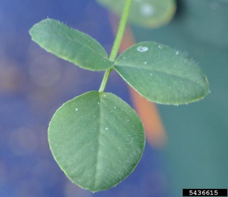 Black medic leaf with 3 leaflets