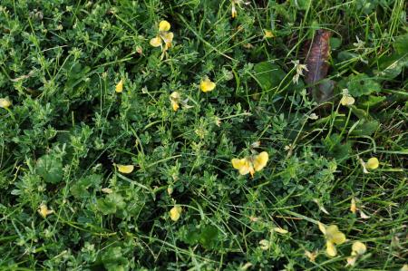 Birds-foot trefoil growing in lawn