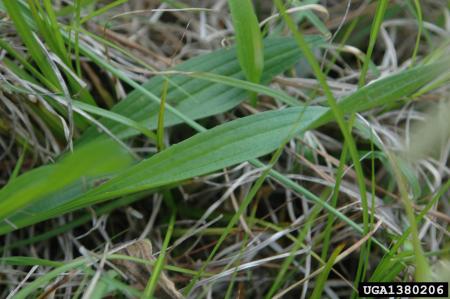 Buckhorn plantain growing in lawn