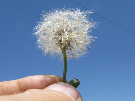 Catsear seed head