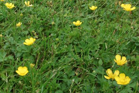 Creeping buttercup growing in lawn