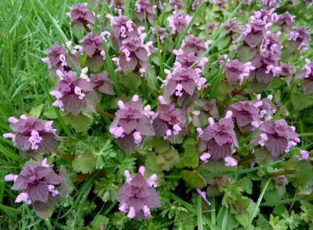 Dead nettle stems, leaves, and flowers in grasses