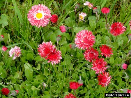 Pink lawn daisy flowers