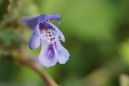 Lawn ivy flower