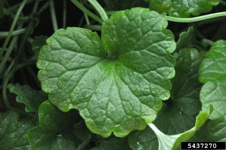 Lawn ivy leaf
