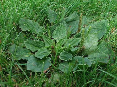 Broadleaf plantain growing in lawn
