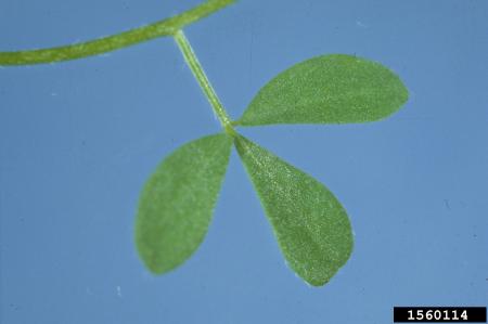 Birds-foot trefoil leaf