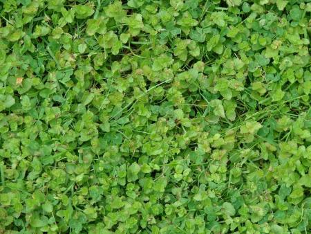 Mat of creeping speedwell