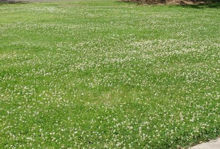 White clover growing in lawn