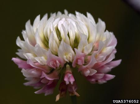 White clover flower