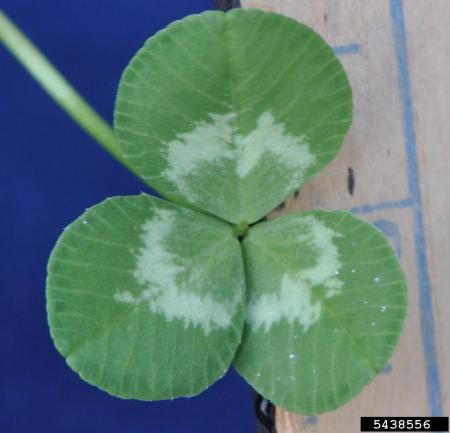 White clover leaf