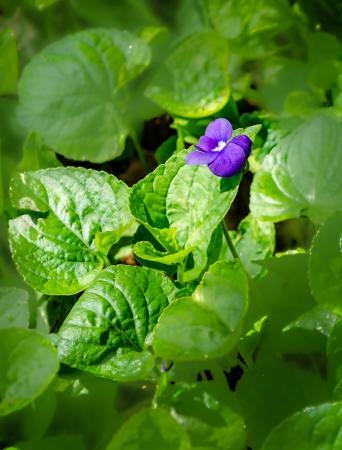 Violet leaves and flower