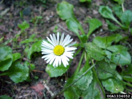 English daisy flower