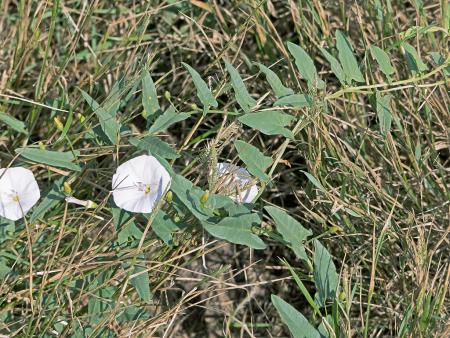 Field bindweed stems, leaves, and flowers in grasses