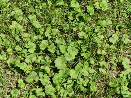 Mat of lawn ivy 