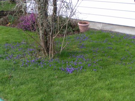 Violets growing in lawn