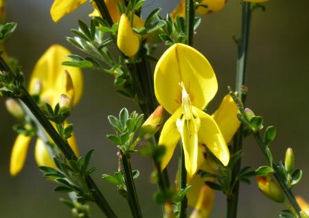 Flores de retama