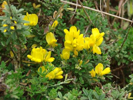 Tallos, hojas y flores de retama francesa