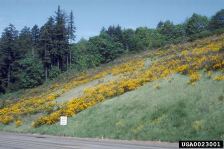 Retama que crece en el corte de la carretera