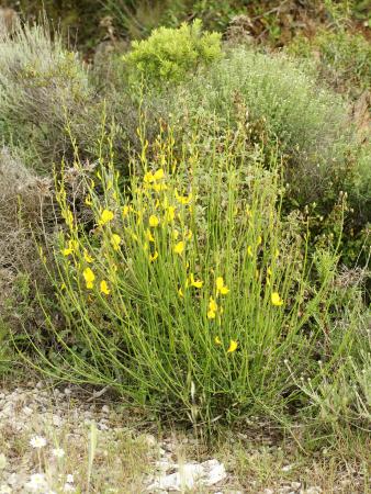 Tallos y flores de retama española