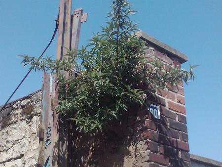Arbusto de mariposas que crece en una chimenea