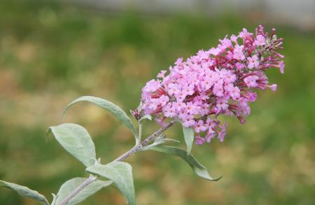 Hojas y espigas de flores del arbusto de las mariposas