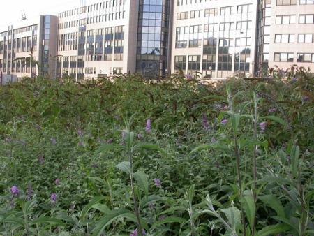 Infestación de arbustos de mariposas en una zona urbana abandonada