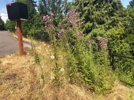 Tallos de cardo canadiense con hojas y flores.