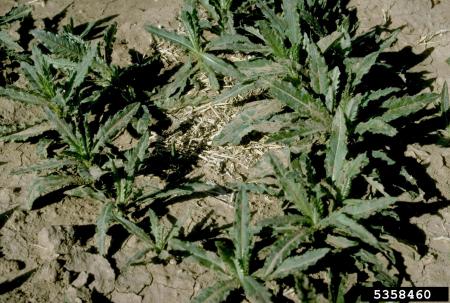 Brotes de cardo canadiense que emergen de raíces maduras en primavera