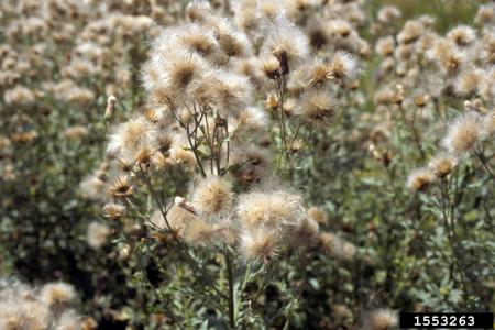 Semillas de cardo canadiense
