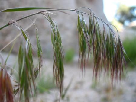 Cheatgrass flowers