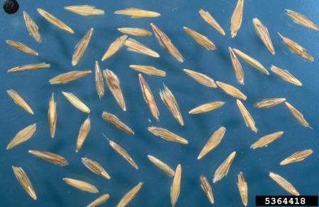 Cheatgrass seeds