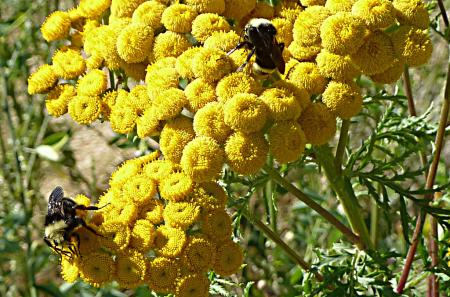 Flores de tanaceto común con abejorros en busca de alimento