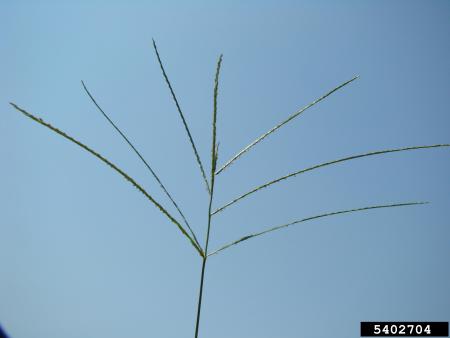 Crabrass flower head