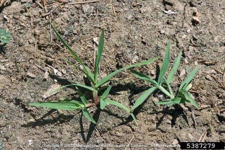 Comparison of smooth crabgrass (left) and large crabgrass (right) seedlings growing together