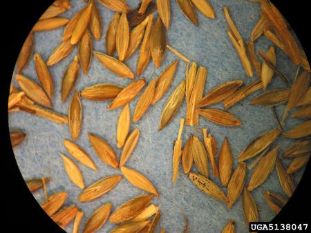 Crabgrass seeds